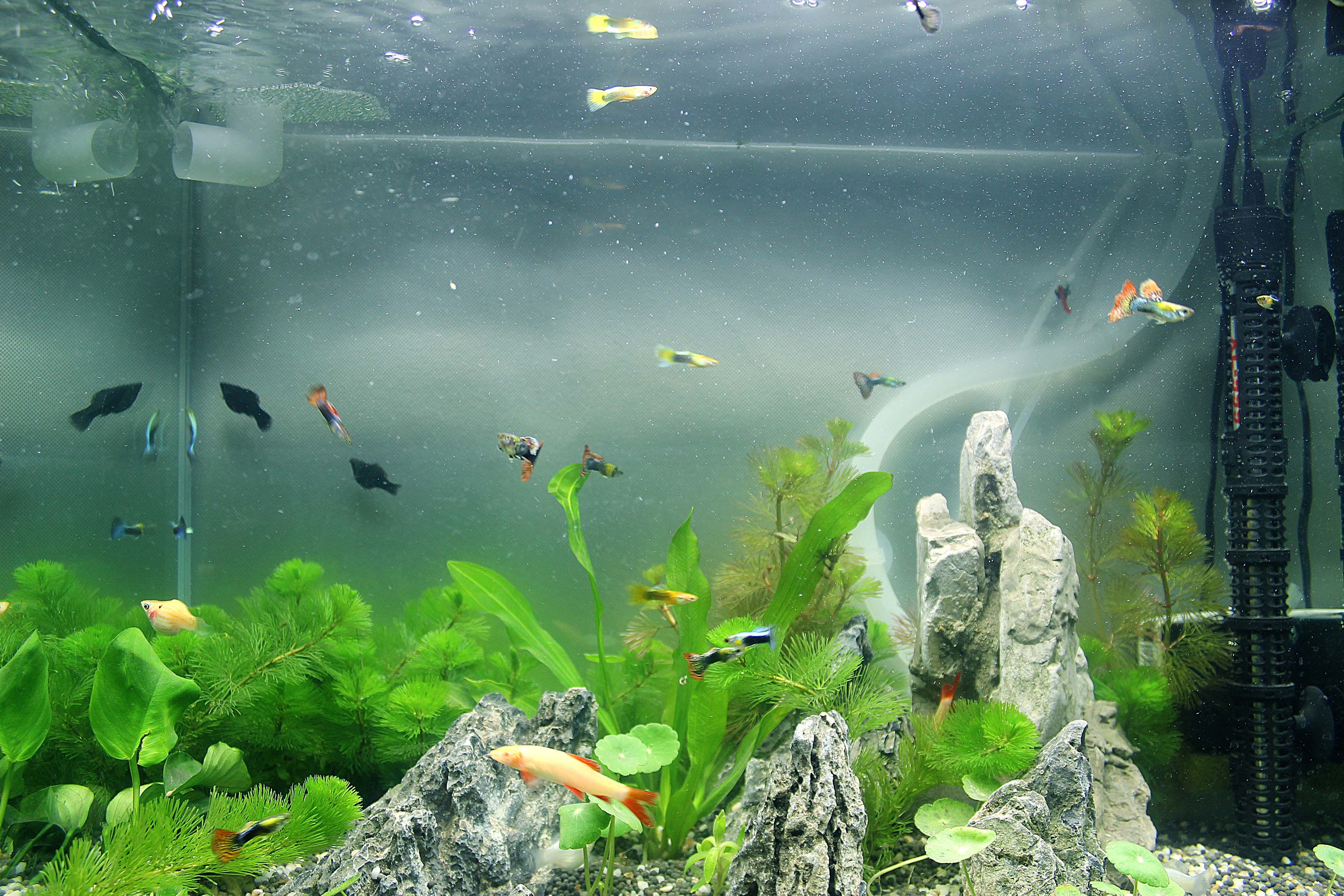 魚缸中出現大量小氣泡是否正常？解析原因與應對方法