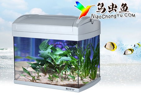 魚缸與水族箱 水族愛好中的詩意容器與生態(tài)世界